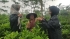 Kembangkan Usaha Teh Mikro di Desa Kaliboja, KKN UIN Gus Dur Lakukan Branding Merek “Teh Saja (Teh Sangan Kaliboja)”